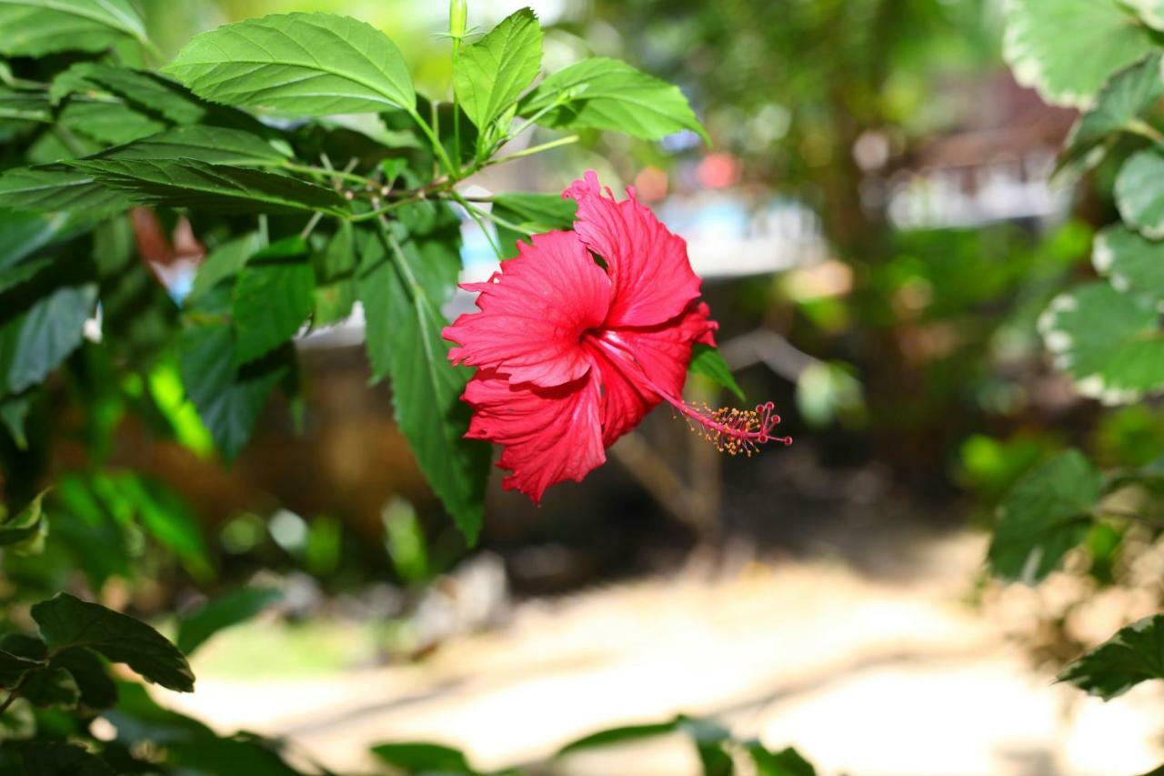 Green Garden Cabanas Тангалла Экстерьер фото